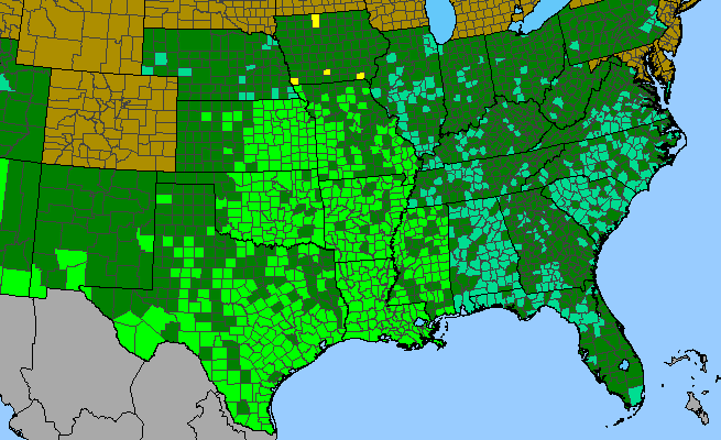 The range of Oenothera speciosa